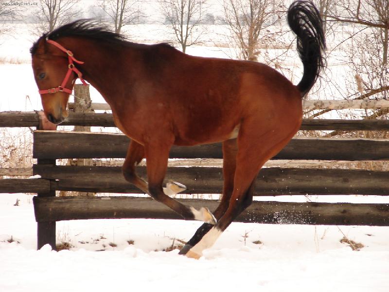 Foto: Starthir