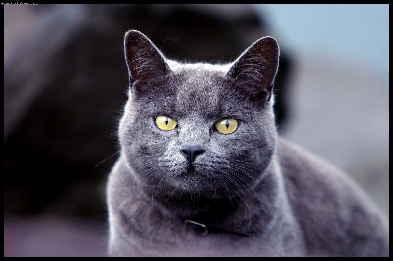 Foto: Kissi