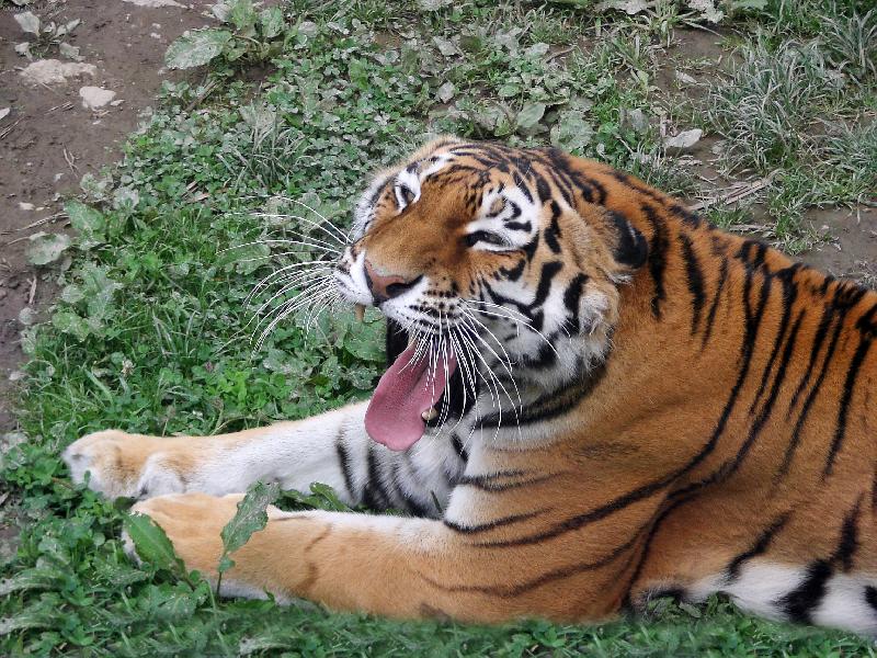 Foto: Tigr