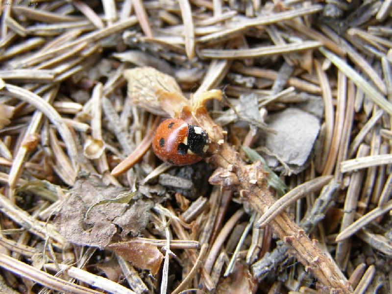 Foto: Jde jaro...