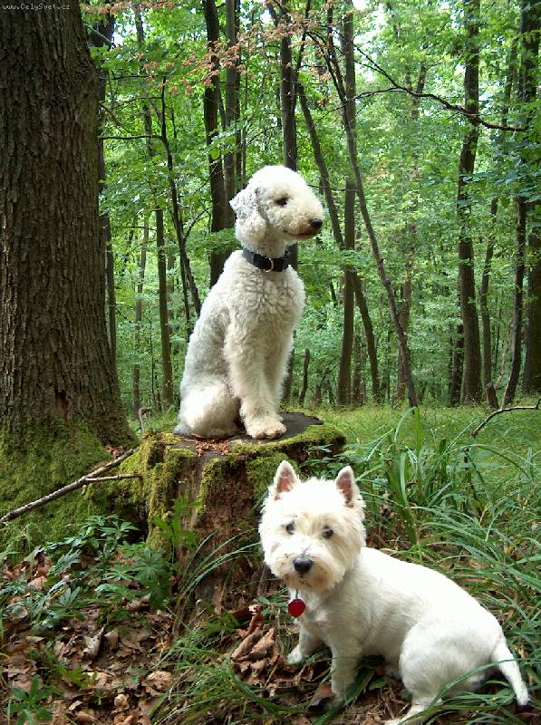 Foto: Bony a Akela