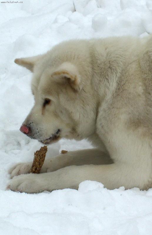 Foto: Zira