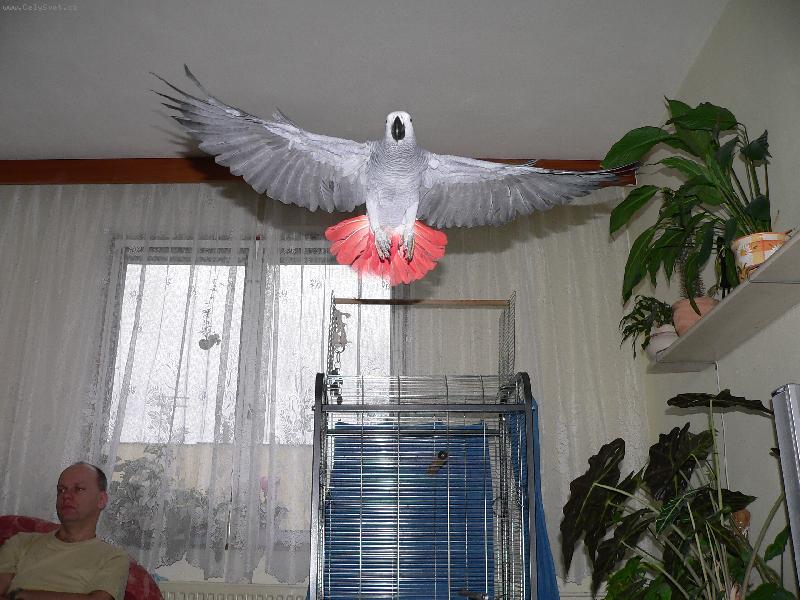 Foto: �ako v letu