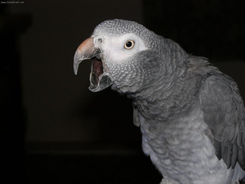 Foto: Roky�ek