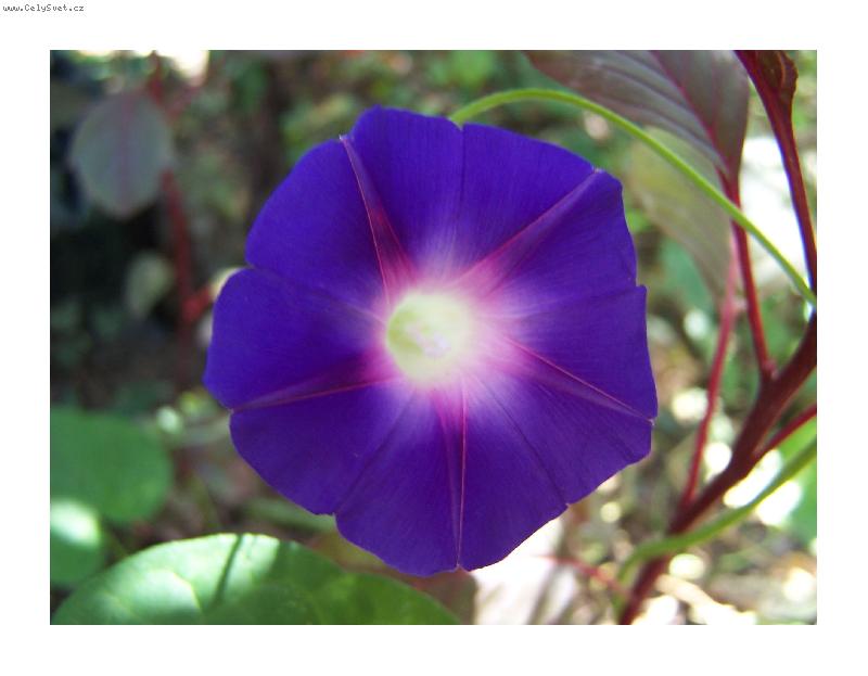 Foto: petunia