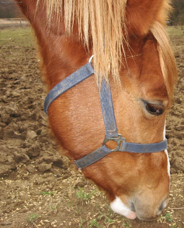 Foto: Popelka