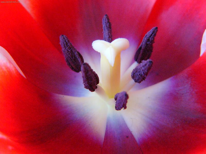 Foto: Pan Tulip�n