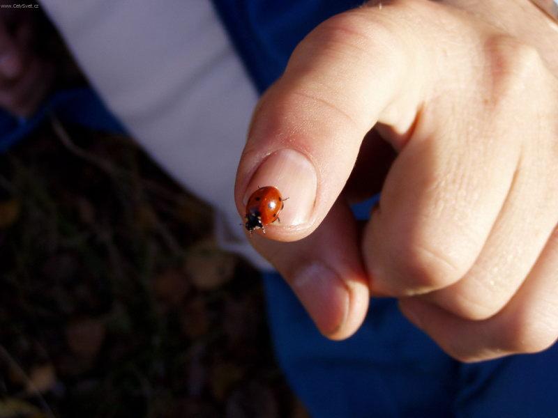 Foto: BRDY 29.11.2005-Beru�ka