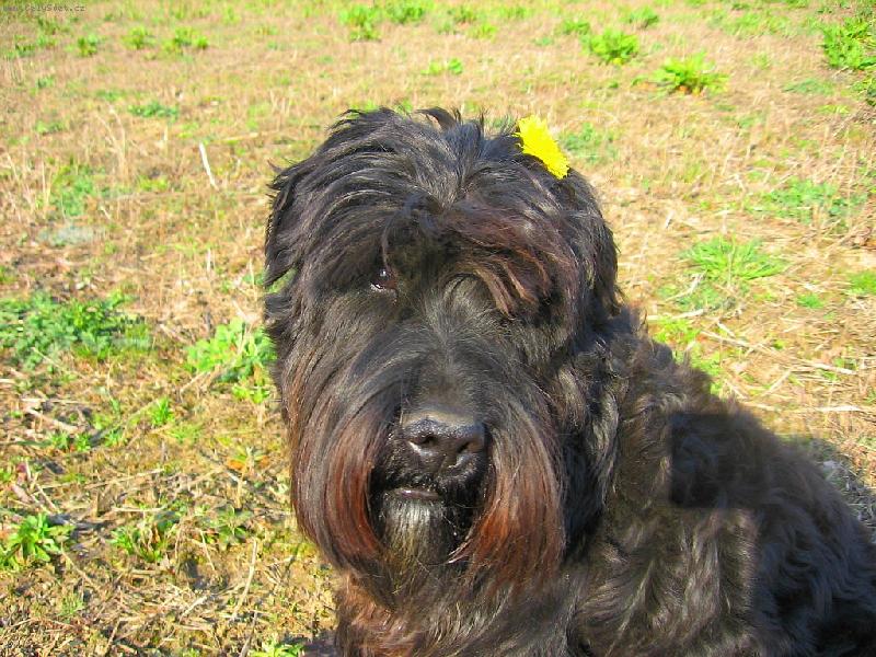 Foto: hippies 2