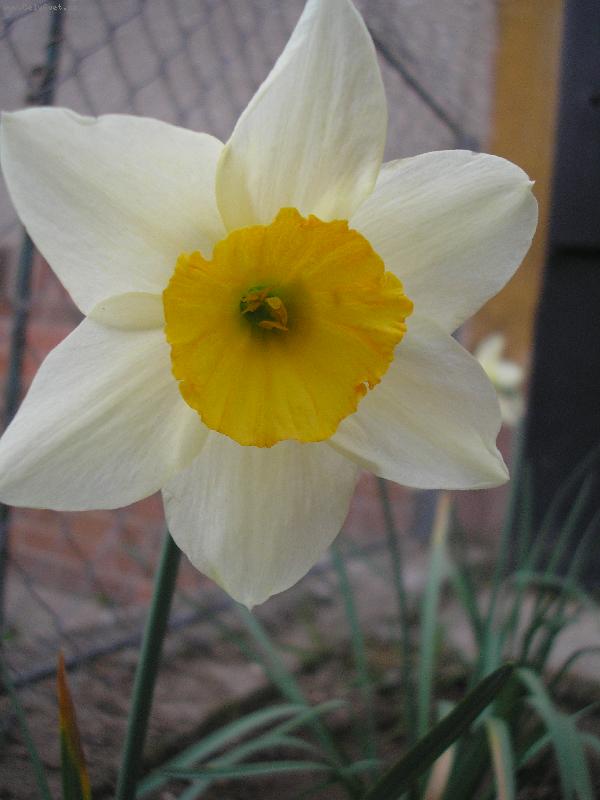 Foto: Narcis