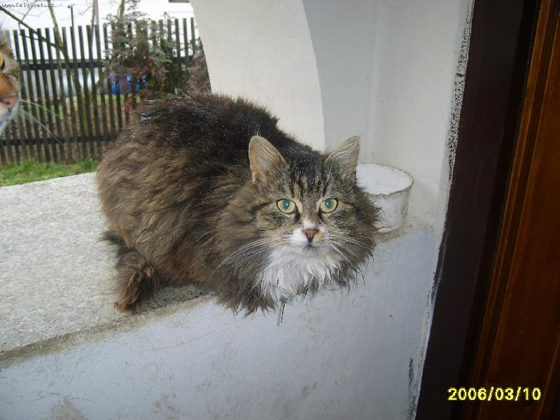 Foto: chlupatice