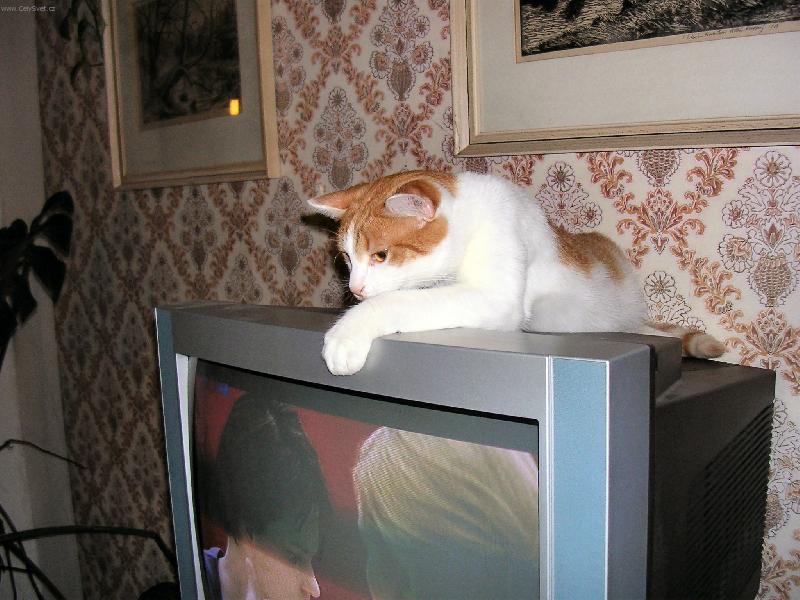 Foto: Zip-televize
