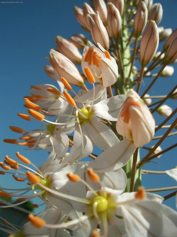 Foto: Eremurus