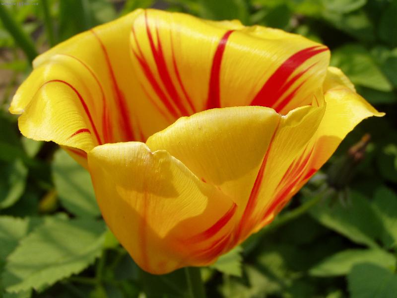 Foto: Tulip�n