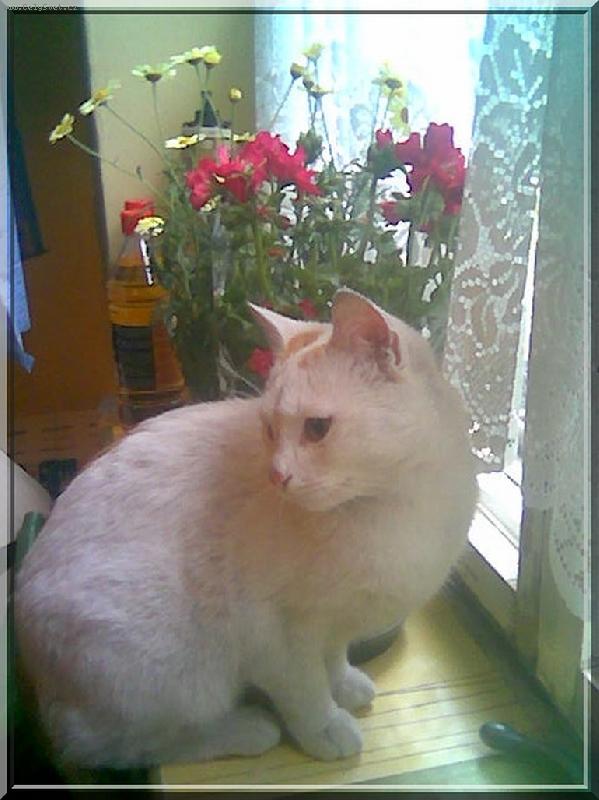 Foto: Nanuk