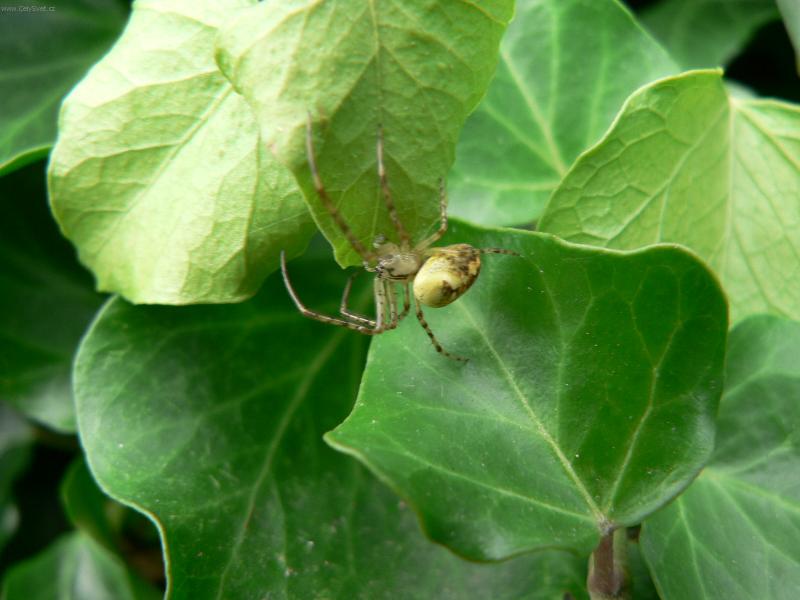 Foto: fauna+flora