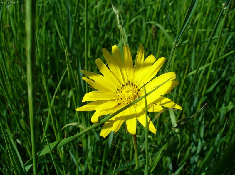Foto: na louce