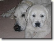 �t�n�tko