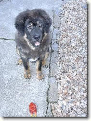 Bas�k, 6 m�s�c�