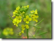 kv�tinka