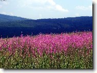 Rozkvetl� louka