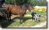 N�meck� doga