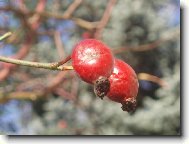 Podzimn� r��e