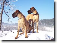 N�MECK� DOGA