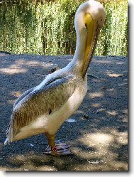 Pelik�n