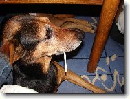 Asti�ka