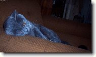 Unaven� zv���tko