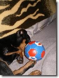 Rocky bramb�rka co dodat :o)