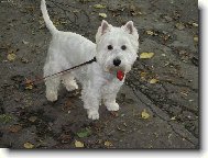 N� Miky�