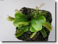 maso�rav� mucholapka podivn� a drosera capensis