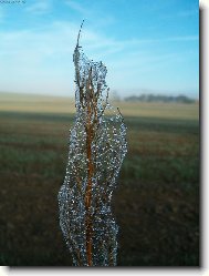 Pavou�� kr�sa