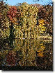 Jezern� vrba