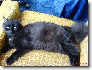n� mazl��ek