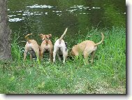 Pitbull�ata