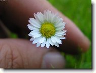 Kv�tinka