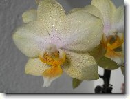 kv�t Orchideje