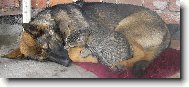 o pejskovi a ko�i�ce