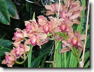 Kr�sn� orchidej