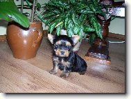 mal� Fanynka