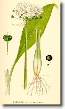 �esnek Medv�d�