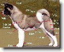 Americk� akita