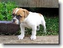 Americk� bulldog