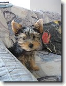 Australsk� silky teri�r