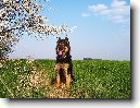 Chodsk� pes