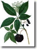 Sibi�sk� �en�en