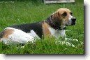 Anglick� foxhound